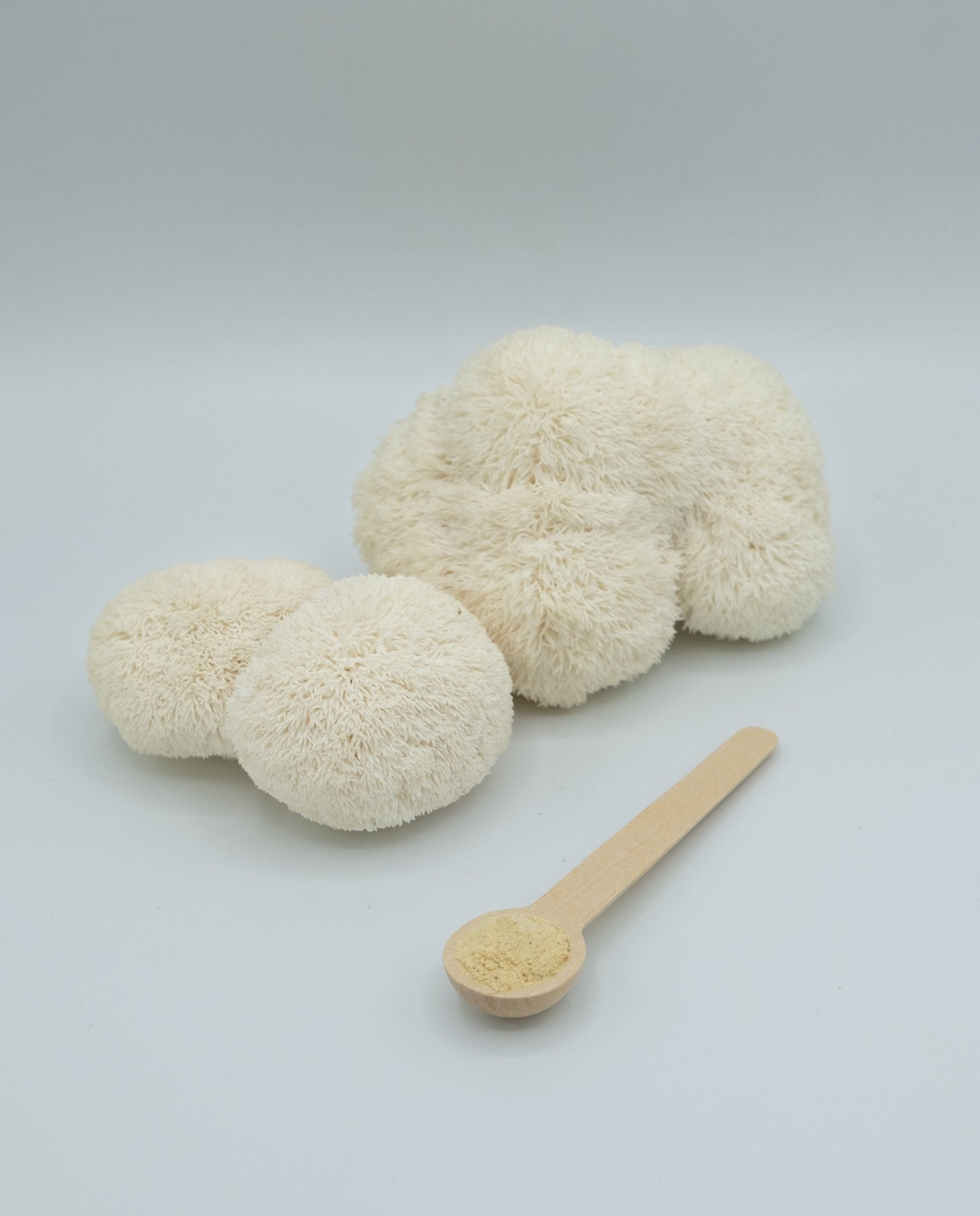 Lion’s Mane duftform