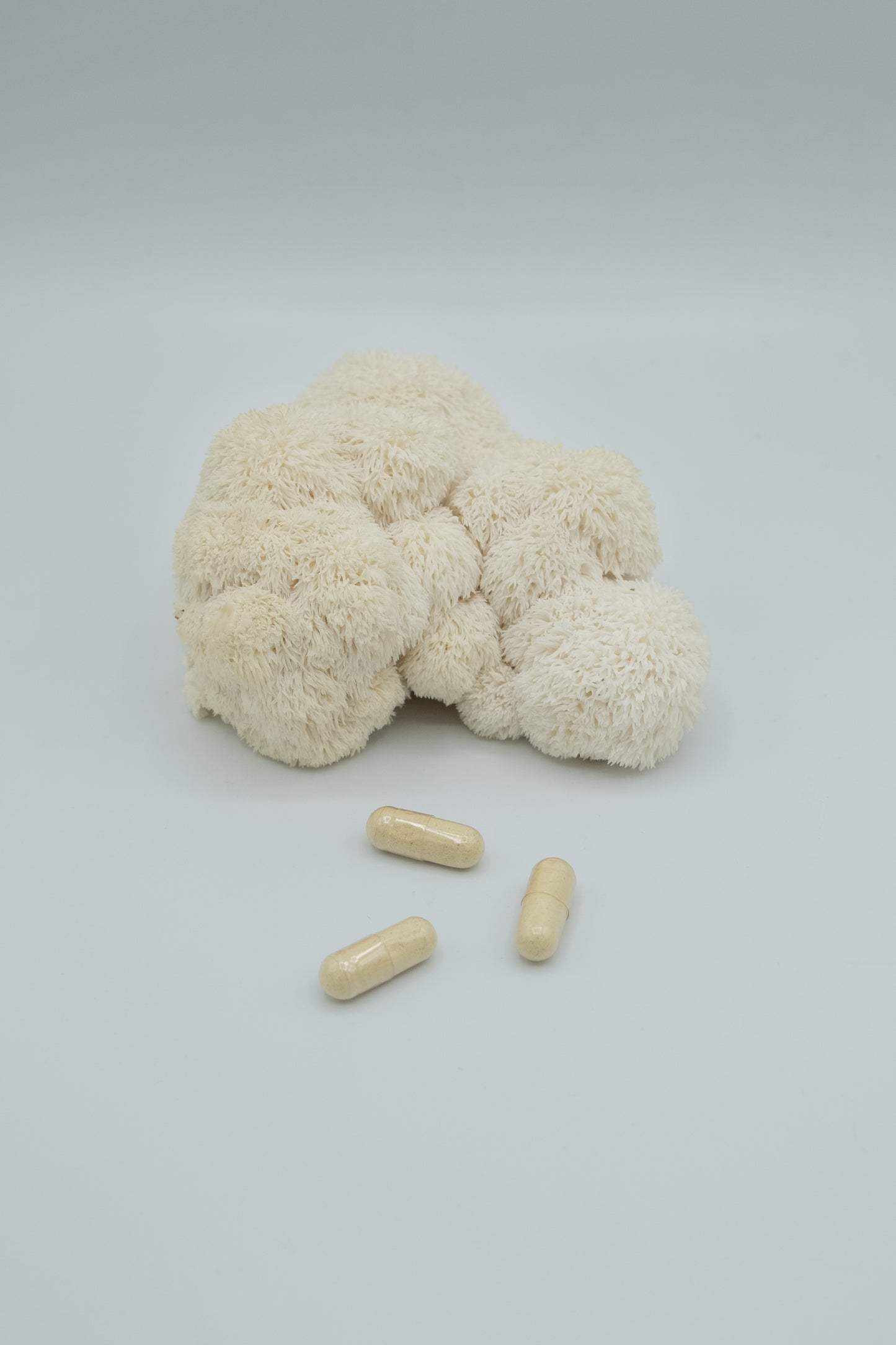 Lion's Mane hylki