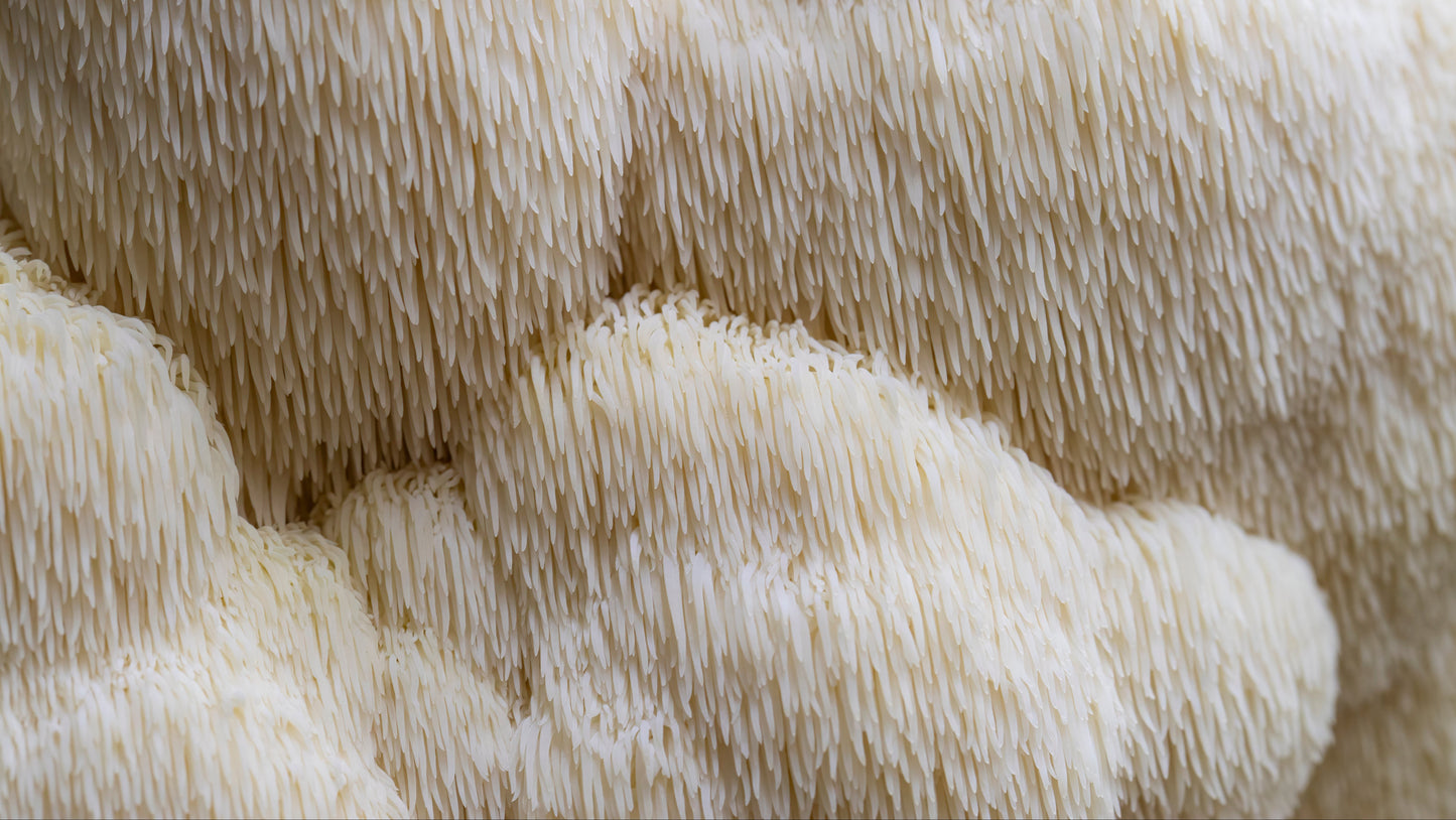 Lion's Mane hylki