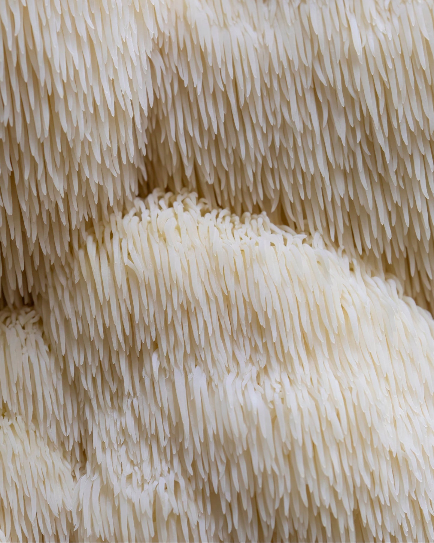 Lion's Mane hylki