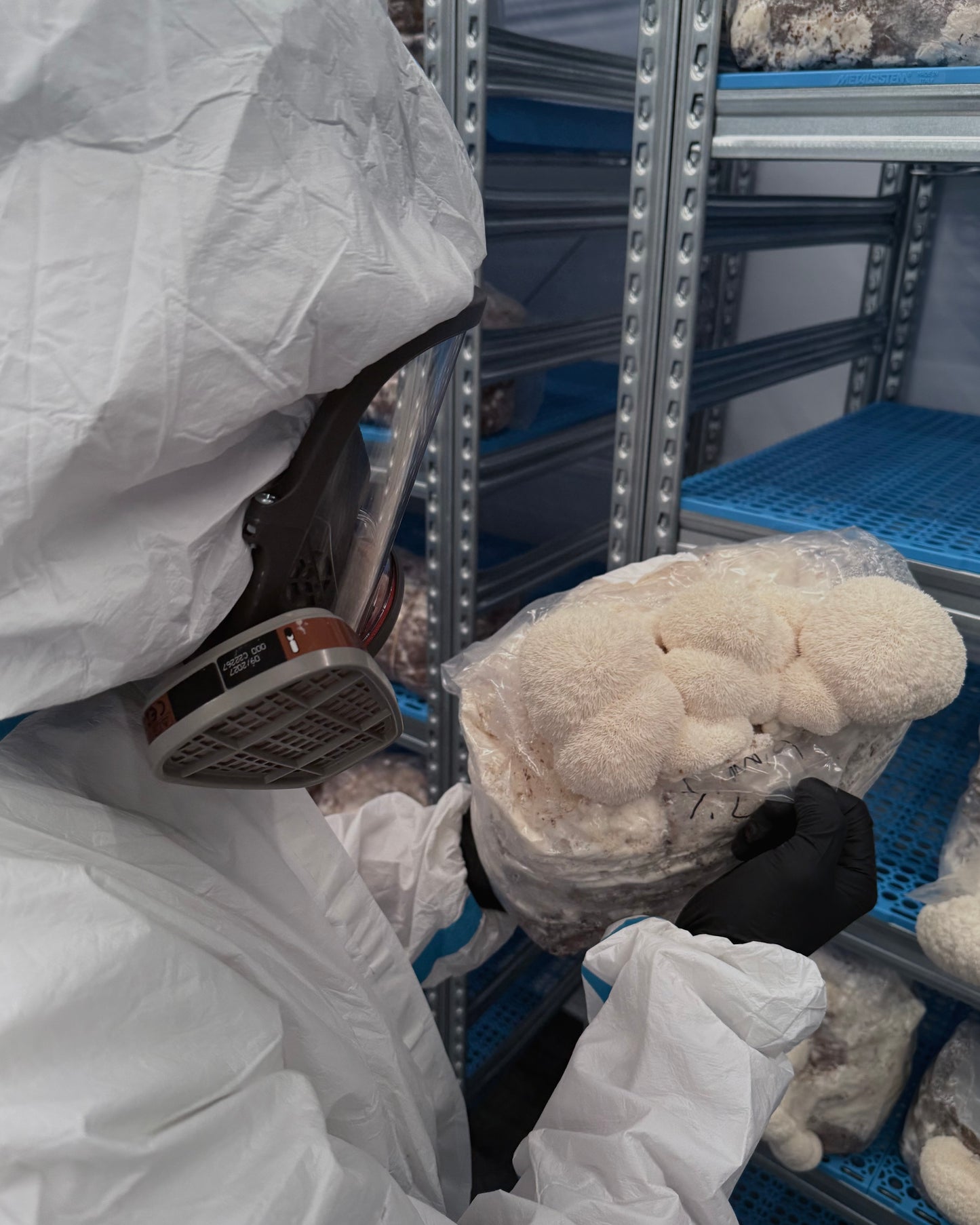 Lion’s Mane duftform